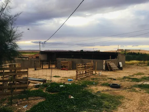 Vente Terrain Agricole Djelfa Tadmit