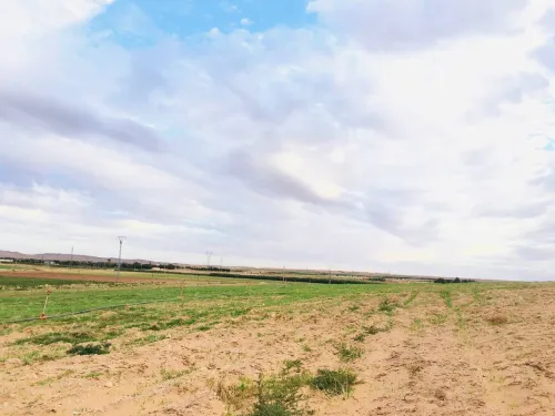 Vente Terrain Agricole Djelfa Tadmit