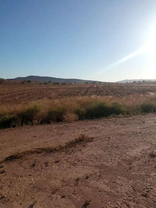 Vente Terrain Agricole Mascara Ain fras