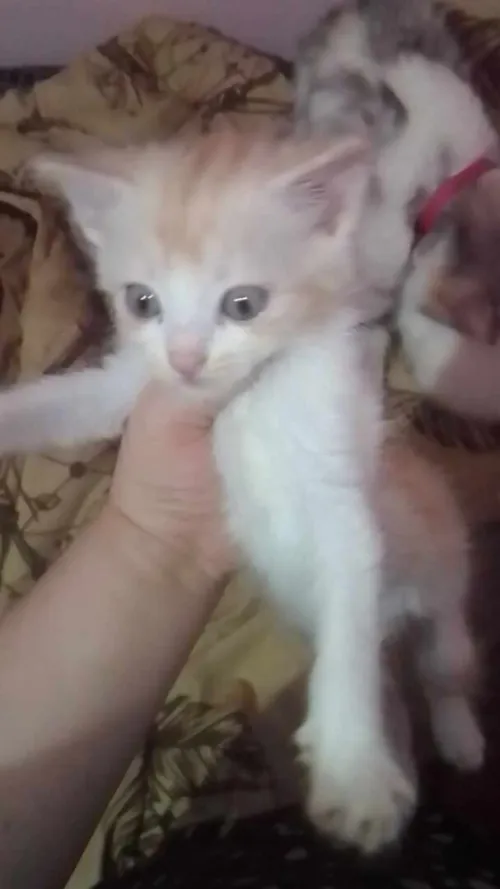 Chatons