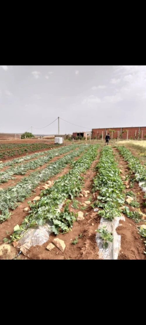 Vente Terrain Agricole Oran El Kerma