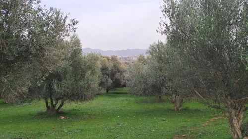 Vente Terrain Agricole Jijel Emir abdelkader
