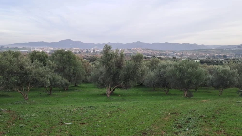 Vente Terrain Agricole Jijel Emir abdelkader