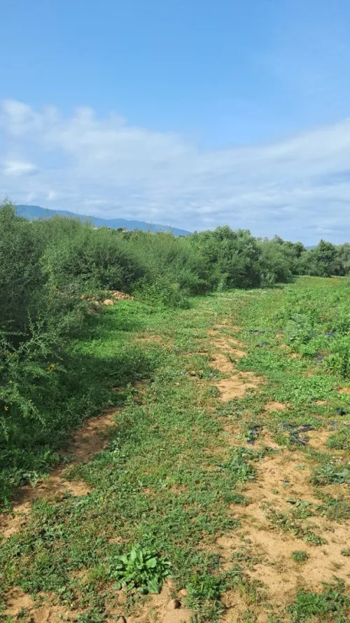 Vente Terrain Agricole Jijel Emir abdelkader