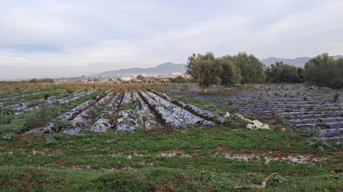 Vente Terrain Agricole Jijel Emir abdelkader