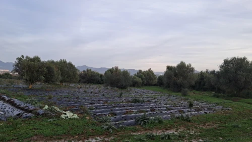 Vente Terrain Agricole Jijel Emir abdelkader