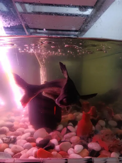 Aquarium grande
