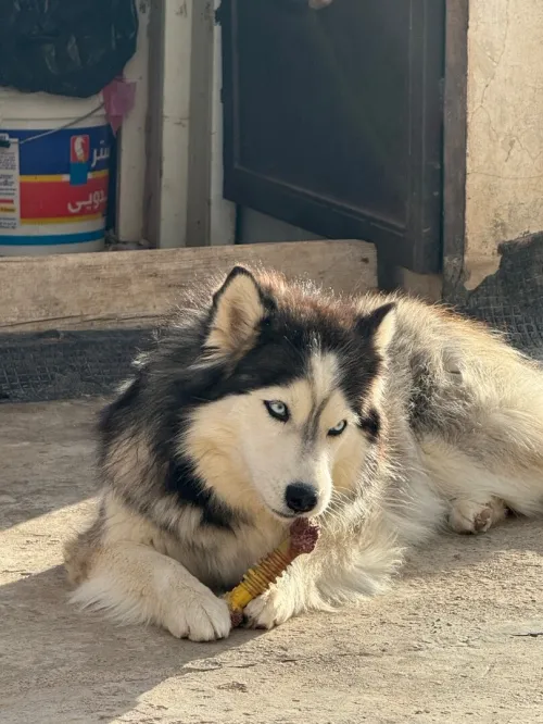 Siberian Husky