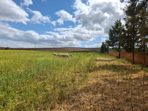 Vente Terrain Agricole Aïn Defla Ain soltane