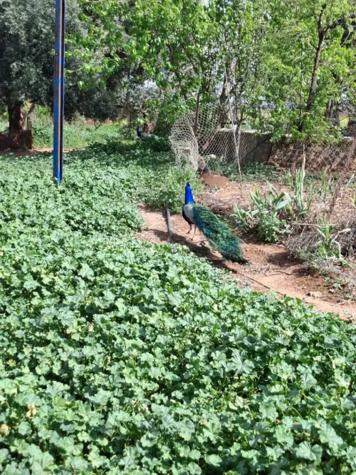 Vente Terrain Agricole Aïn Defla Ain soltane