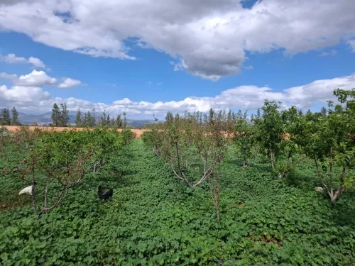 Vente Terrain Agricole Aïn Defla Ain soltane