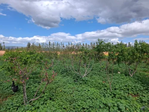 Vente Terrain Agricole Aïn Defla Ain soltane
