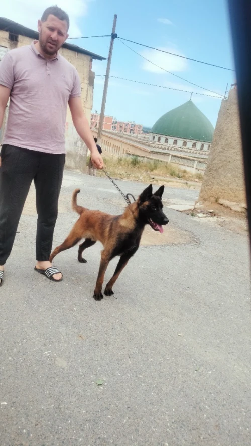 Malinoi