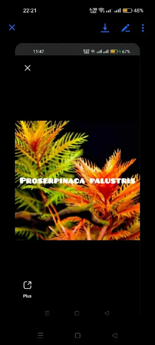 Plantes aquatiques نباتات مائية 
