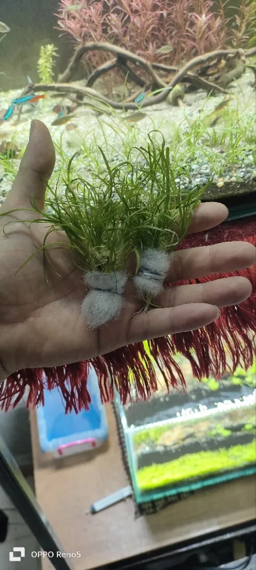 Plantes aquatiques نباتات مائية 