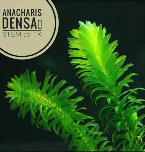 Plantes aquatiques نباتات مائية 