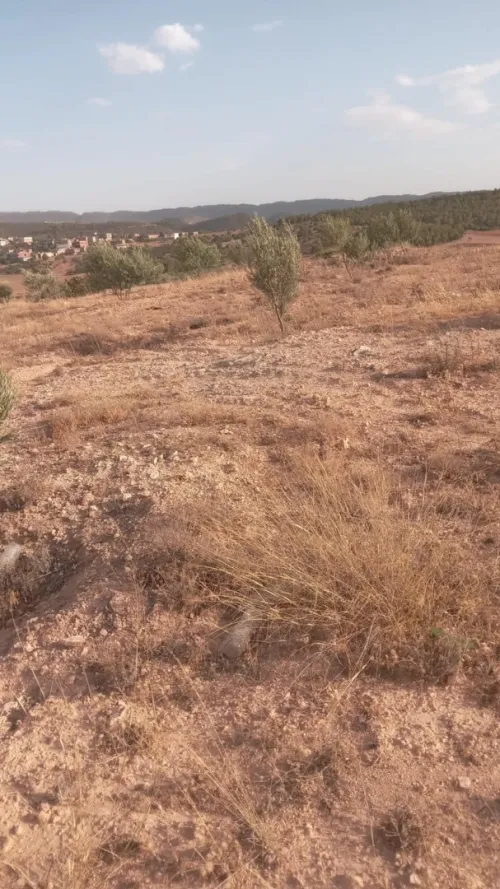 Vente Terrain Agricole Bouira Ahl el ksar
