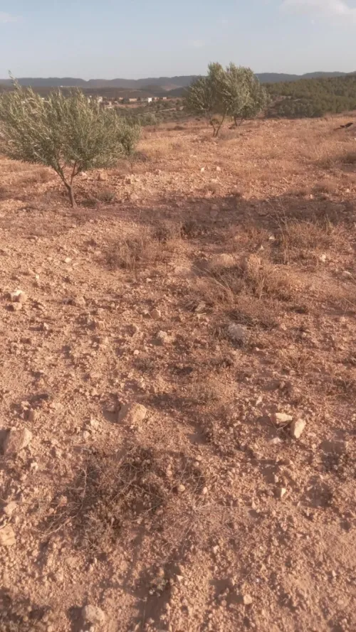 Vente Terrain Agricole Bouira Ahl el ksar