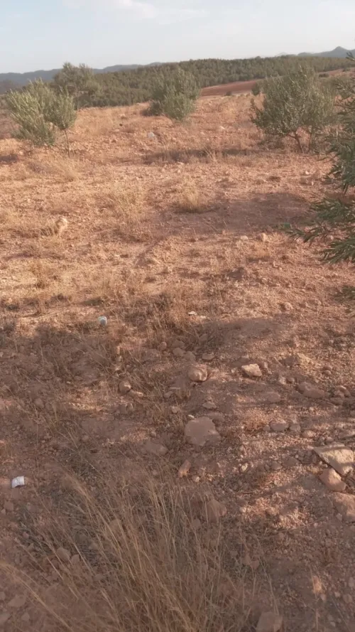 Vente Terrain Agricole Bouira Ahl el ksar