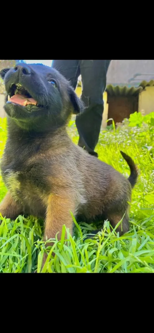 malinois charboier