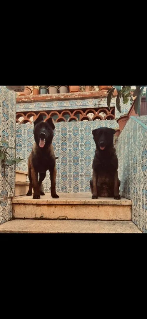 malinois charboier