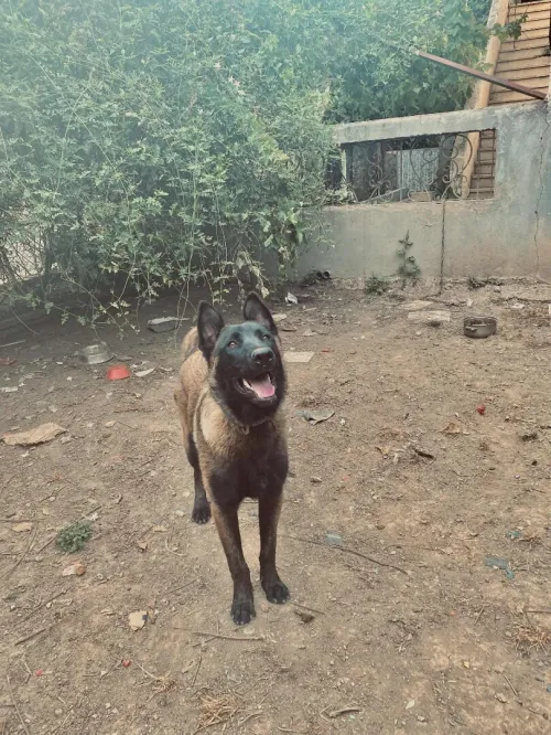 Malinois masque noir 