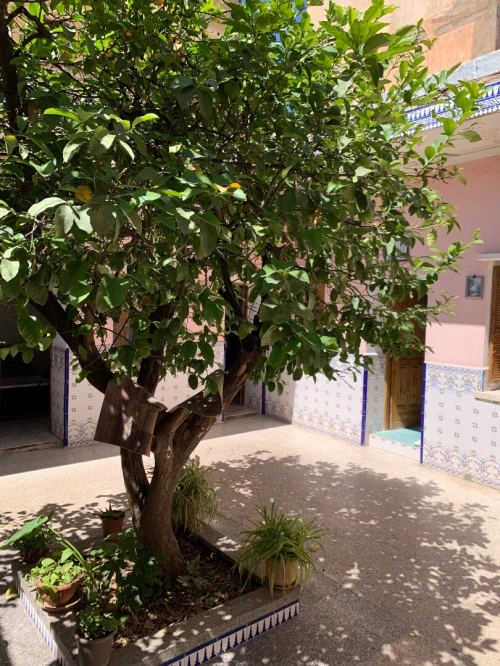 Vente bien immobilier Blida Blida