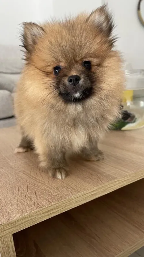 Chiot spitz 