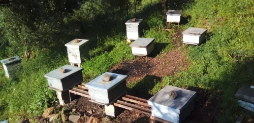 Essaims d Abeilles