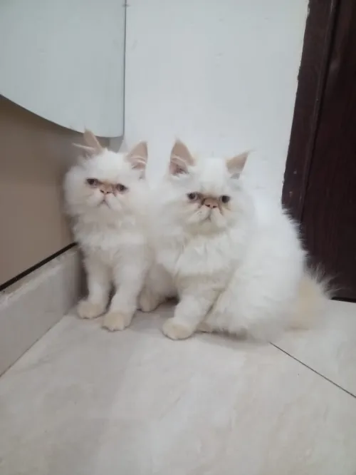 Chat persan peke face pure race