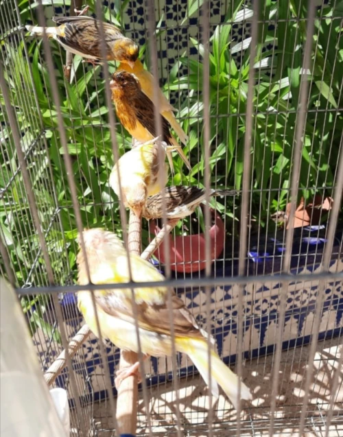 بيع عصافير كاناري Vends des Canaris 
