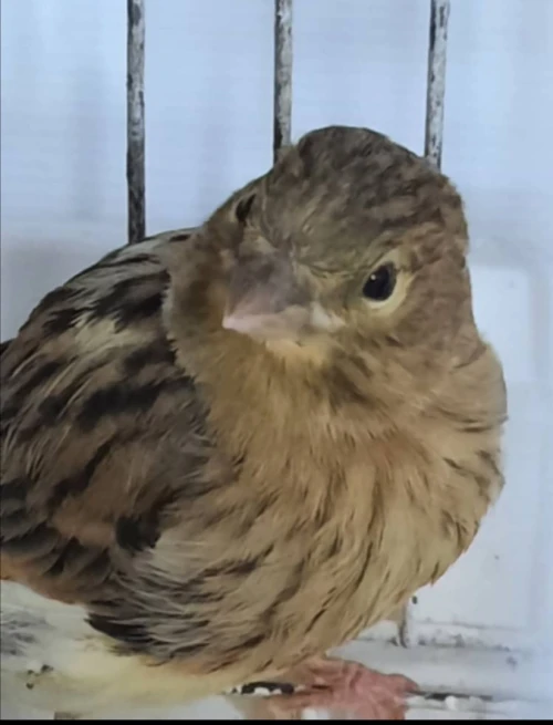 بيع عصافير كاناري Vends des Canaris 