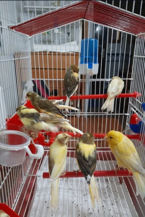 بيع عصافير كاناري Vends des Canaris 
