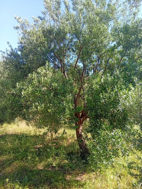 Vente Terrain Bouira Ahnif