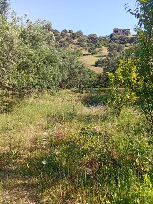 Vente Terrain Bouira Ahnif