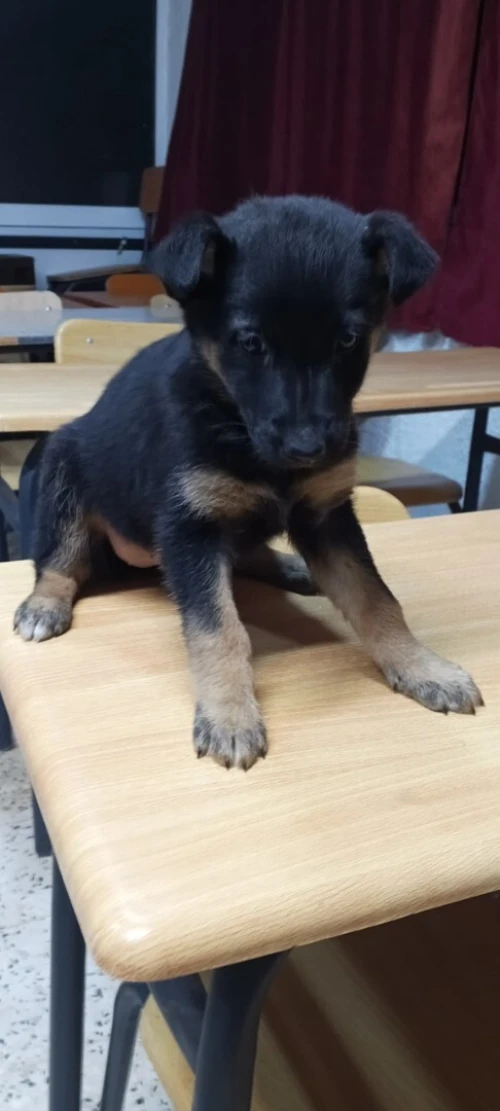 Berger allemand