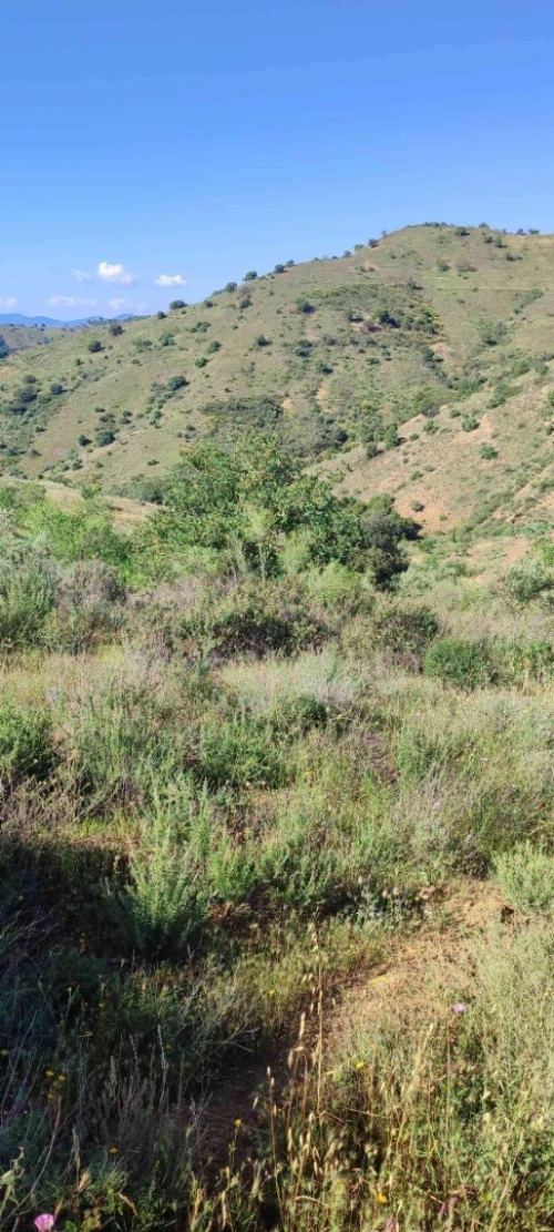 Vente Terrain Béjaïa Amalou