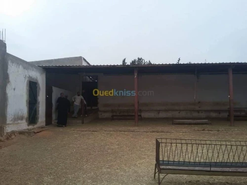 Vente Terrain Agricole Sidi Bel Abbès Ben badis
