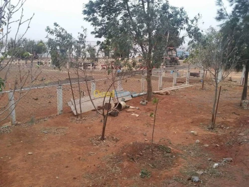 Vente Terrain Agricole Sidi Bel Abbès Ben badis