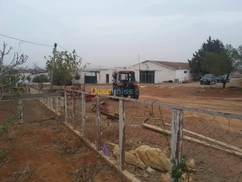 Vente Terrain Agricole Sidi Bel Abbès Ben badis