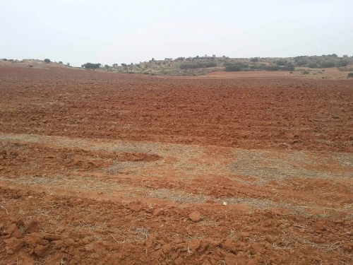 Vente Terrain Agricole Sidi Bel Abbès Ben badis