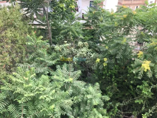 Vente Terrain Alger El mouradia