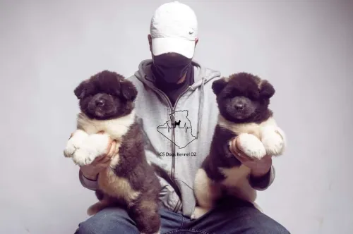 Chien Chiot Alabai caucasien kangal akita