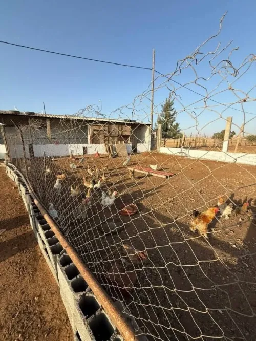 Vente Terrain Agricole Sidi Bel Abbès Sidi lahcene