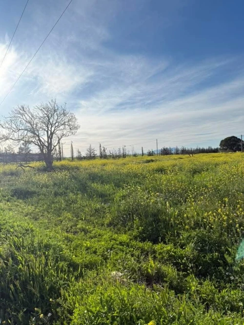 Vente Terrain Agricole Sidi Bel Abbès Tilmouni