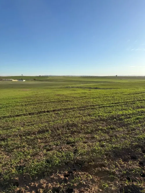 Vente Terrain Agricole Sidi Bel Abbès Zerouala