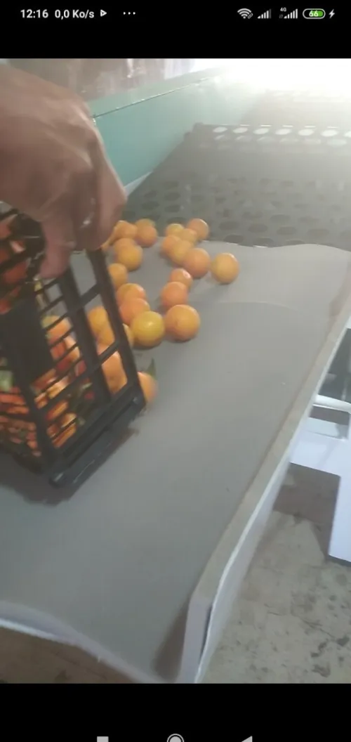 Machine triage (calibreuse) des fruits