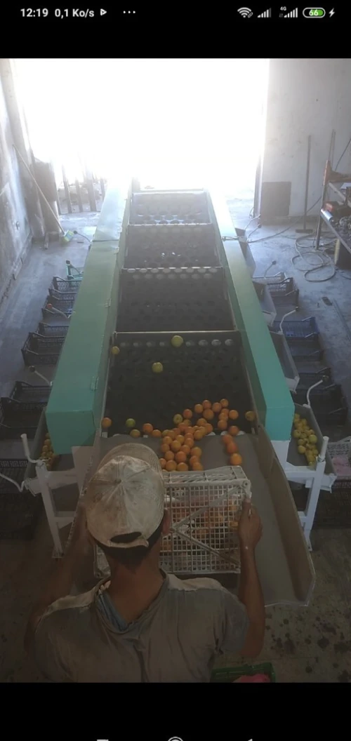 Machine triage (calibreuse) des fruits