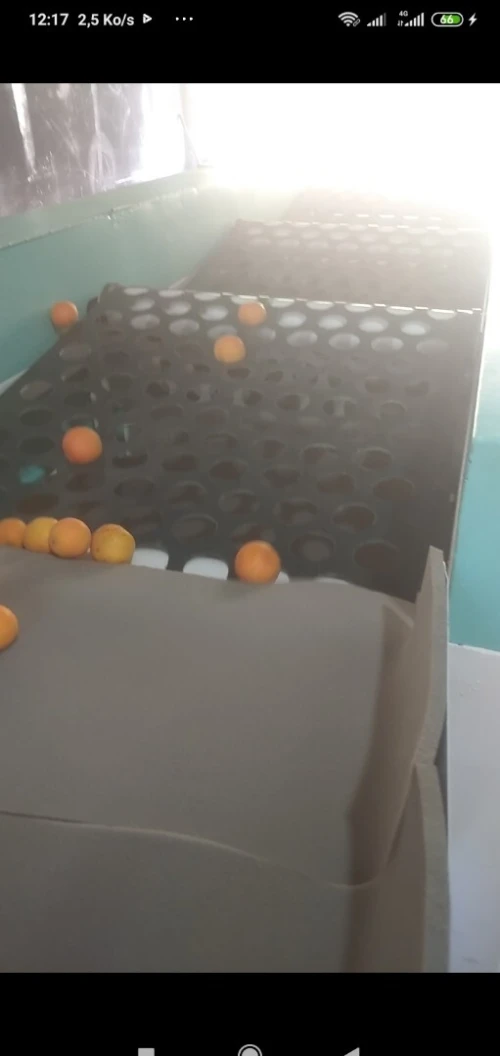 Machine triage (calibreuse) des fruits