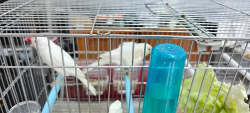 couple de canari de race